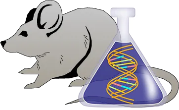 Mouse C1 Inhibitor Genetically Deficient Heart Lyophilized